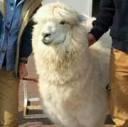 かにたまんの画像