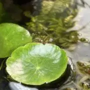 ベルデの画像