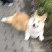 hoaxの画像