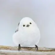 しまちゃん