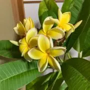 アリエル♡プロフ必読の画像