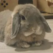 ももの画像