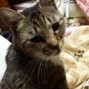 ぽこの画像