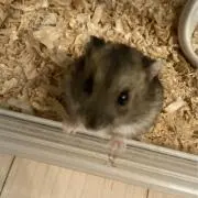 しょこびの画像