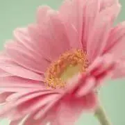 mimiの画像