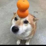 ゆき