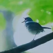 ぷちプーさんの画像
