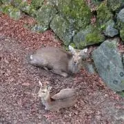 れいまる