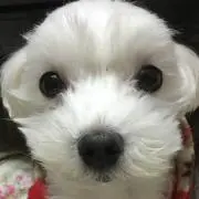 ピーボディー