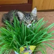 にゃーの画像