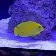 きいろの画像