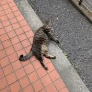 さいちゃんの画像