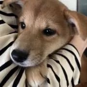くうがの画像