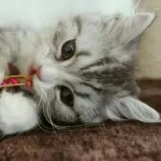 リースケ*:.＊.の画像
