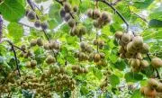 観葉植物セール中本サイト最安値保証の画像