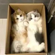 るゆの画像