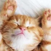 たまお