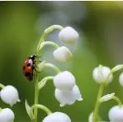 Muguetの画像