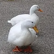 まーやんの画像