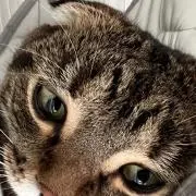 ころんの画像