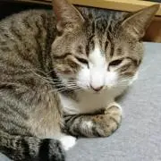 ぽん