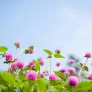 まるごんの画像