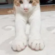 おかゆ
