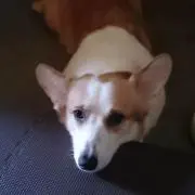 ココア