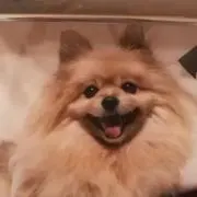 ☘楽夢☘