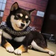 奏