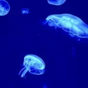 くーにゃんの画像