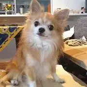 リル