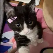✧︎⋆*の画像