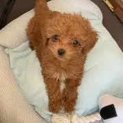 かとちゃんぺ