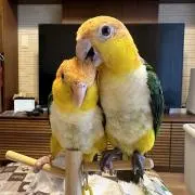 アイリーヌ☆早めの発送を心がけています！の画像