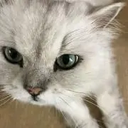 らむの画像