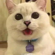 イクラの画像