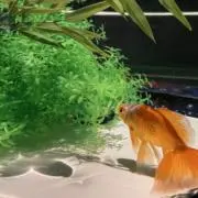 つっちーの画像