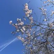 hanaの画像
