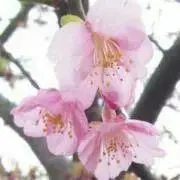 りえの画像