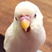 カート