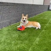 まにょんの画像