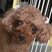 のぶちゃん