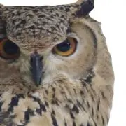 WISE_OWLの画像