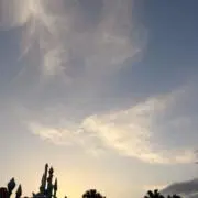 Ringoの画像