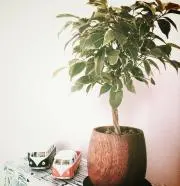 Orangeの画像