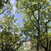 ナマケモノ⭐︎プロフ必読の画像