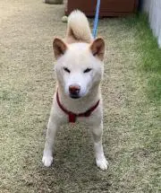 ぱちの画像