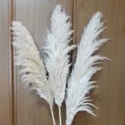 ヒロの画像