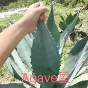 Agave屋の画像